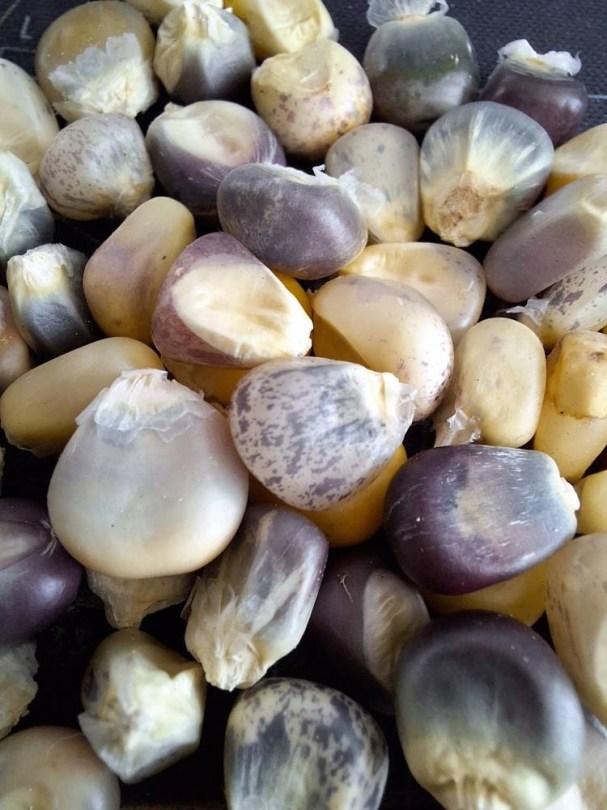 Gneismais kukorica , Zea mays, kukorica